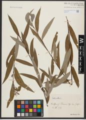 Foto von Salix alba L.